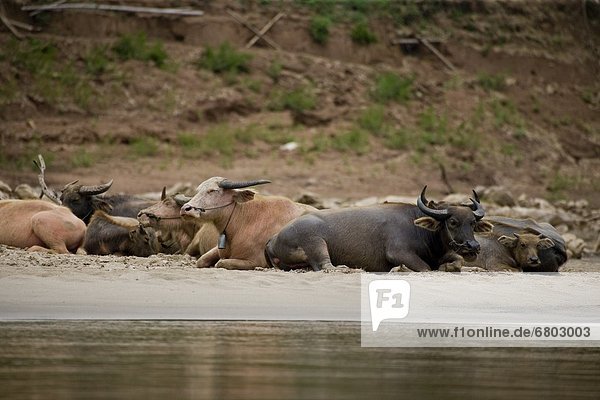 Luang Prabang Laos Water Buffalo Along The Mekong River