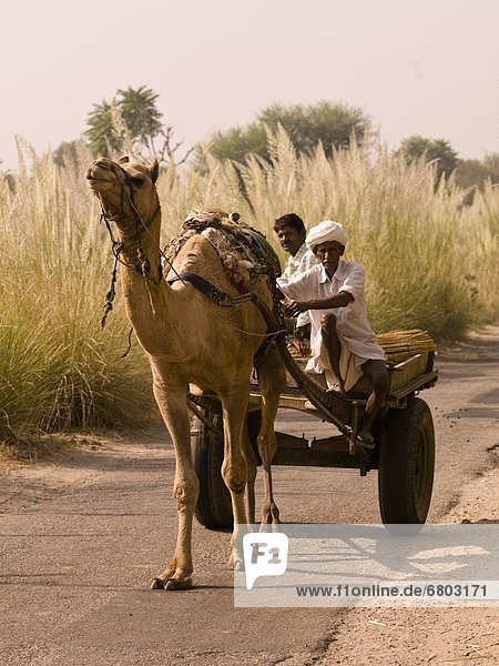 Men Riding On A Camel Pulled Cart  Rajasthan India