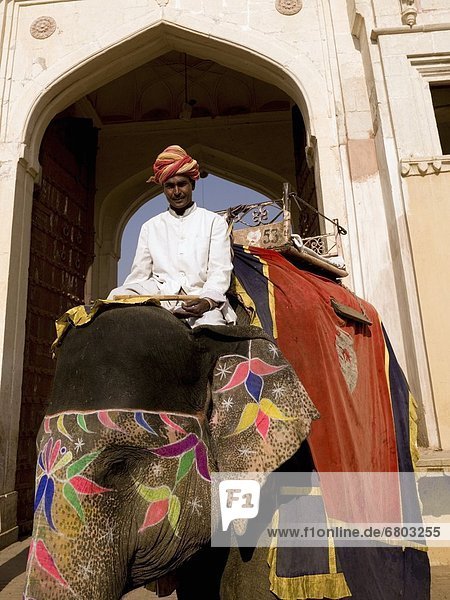 Man Sitting On Elephant  Amber Fort Rajasthan India