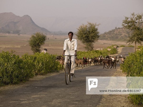 hinter  Ländliches Motiv  ländliche Motive  Mann  fahren  Herde  Herdentier  Fernverkehrsstraße  Ziege  Capra aegagrus hircus  jung  vorwärts  Fahrrad  Rad  Indien  Rajasthan