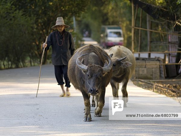 Woman Walking With Two Water Buffalo  Guangxi Zhuang China