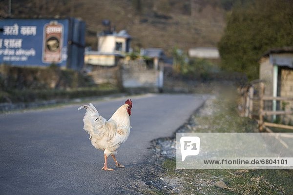 Fernverkehrsstraße  Nepal  Pokhara  Hahn