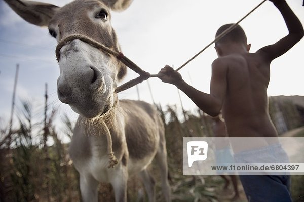 Child Leading Donkey  Bahia  Brazil