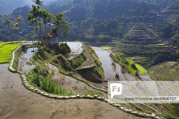 nahe  Wand  Landschaft  klein  Großstadt  Wahrzeichen  Reis  Reiskorn  Veranda  Philippinen  antik  Banaue  Schlamm
