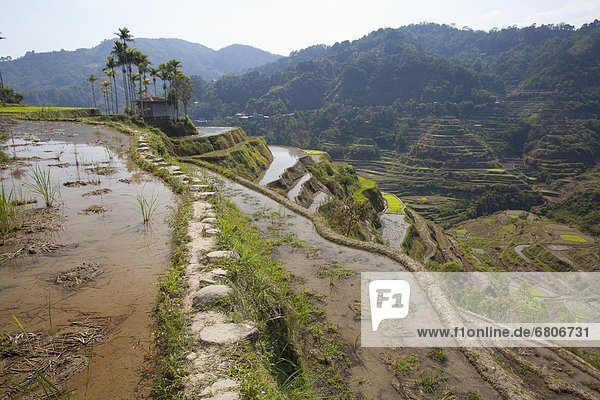 The Landscape Near The Small City Of Banaue  Famous For Its Ancient Mud-Walled Rice Terraces  Banaue  Cordillera Region  North Luzon  Philippines