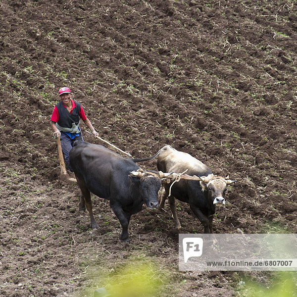 A Man Ploughs A Field With Cattle In The Andes Mountains  Peru