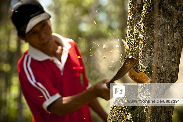 A Man Chops Down A Tree By Hand With A Machete Muara Pinang Sumatera Selatan Indonesia