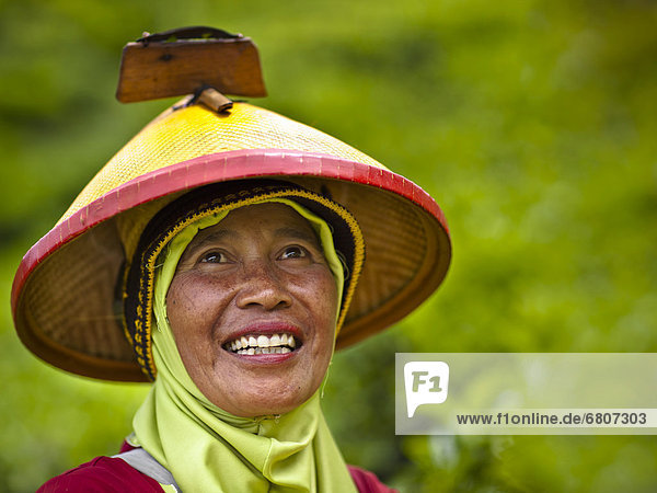 kegelförmig  Kegel  Frau  Hut  Kleidung  Plantage  Tee