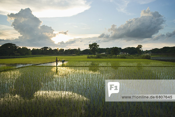 Farmers Planting Rice At Sunset  Sylhet Bangladesh