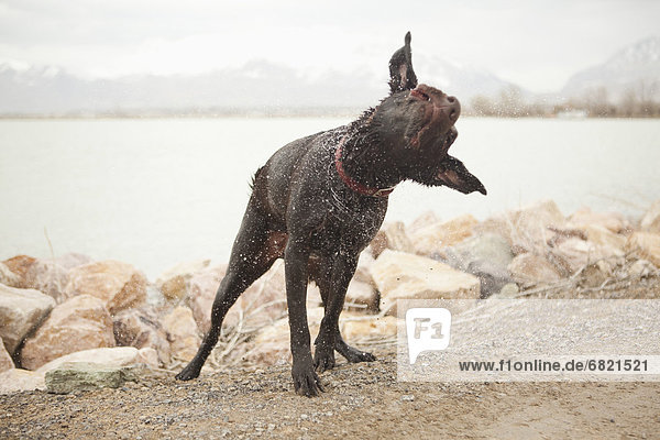 Female dog shaking off water as she emerges form lake