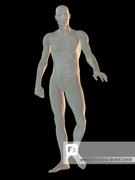Digitally generated image of walking human representation with inner human organs visible