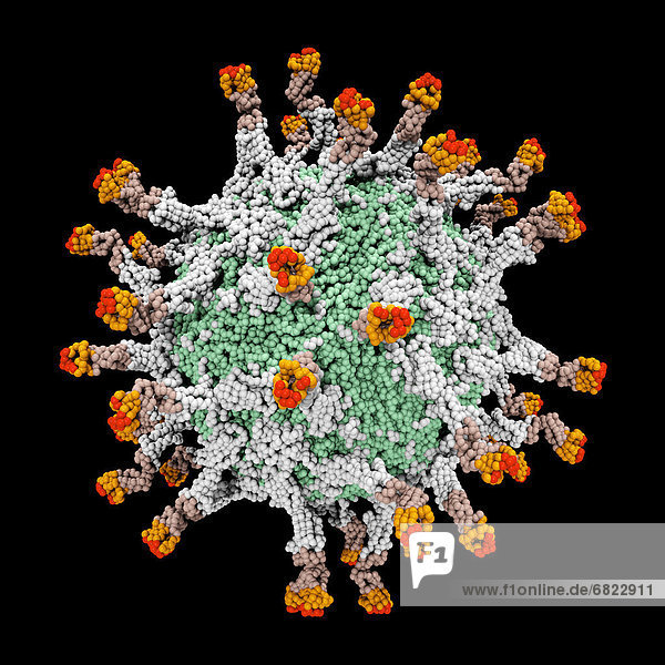 Fotografie  Modell  Virus  Digitale Verbesserung  Molekül