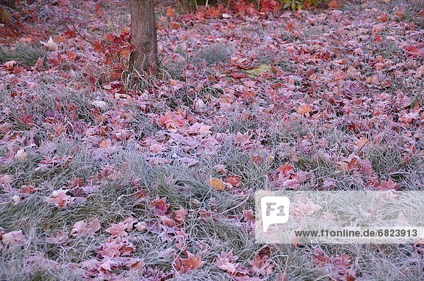 Frosted Japanese maple leaves on ground  Hokkaido Prefecture  Japan