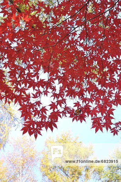 Japanese maple tree in autumn  Hokkaido Prefecture  Japan