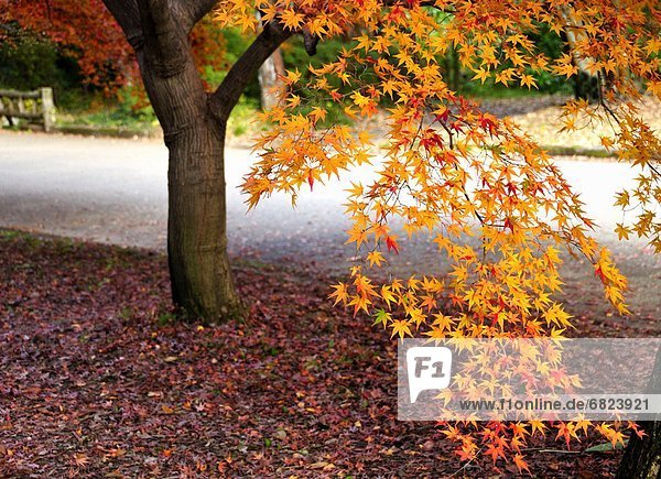 Japanese maple tree in autumn  Kyoto Prefecture  Honshu  Japan