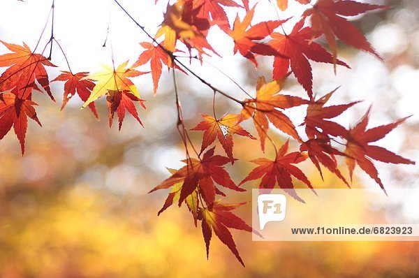 Japanese maple tree in autumn  Kyoto Prefecture  Honshu  Japan