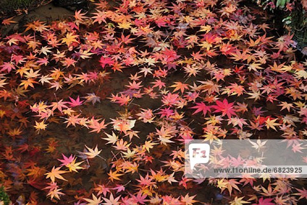 Japanese maple leaves floating on water  Shiga Prefecture  Honshu  Japan
