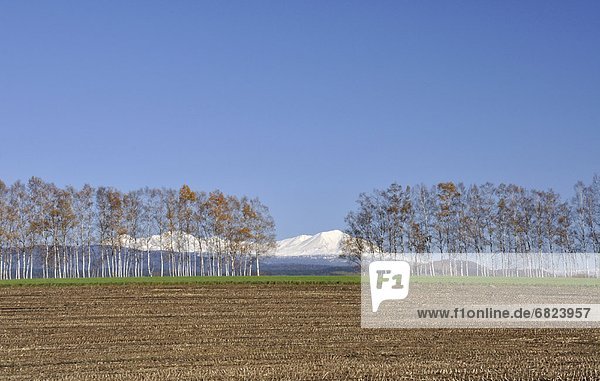 Japanese white birch trees and snowcapped mountain  Hokkaido Prefecture  Japan