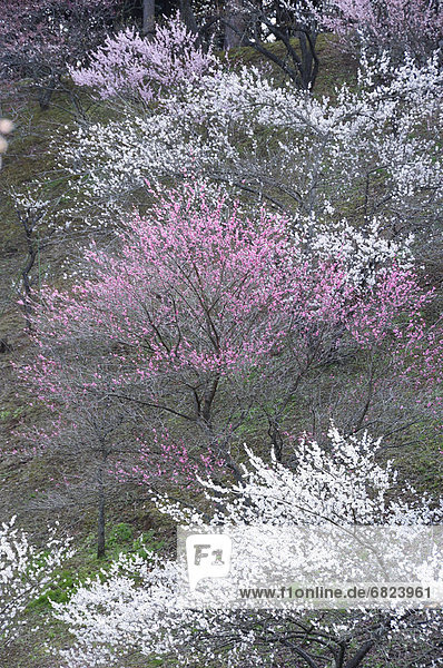 Yoshino plum-grove