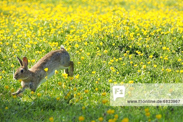 Rabbit Jumping in Flower Field