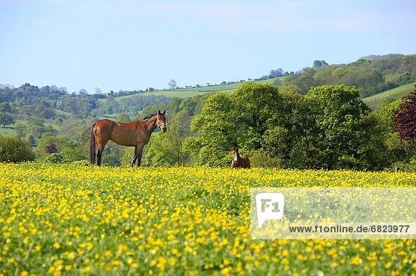 Two Horses in Buttercup Flower Field