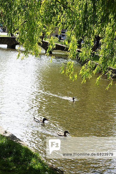 Three Ducks in Pond