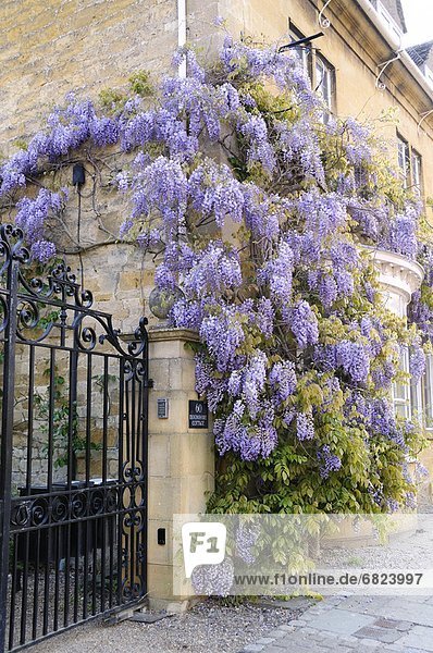 Wisteria Growing on House Wall