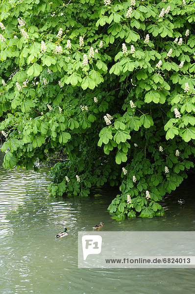 Two Ducks Swimming Under Horse Chestnut Tree