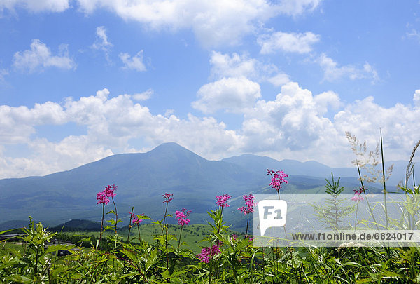 Japanese Meadowseet and Mountains in Background