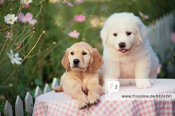 Golden Retriever and Great Pyrenees Puppy