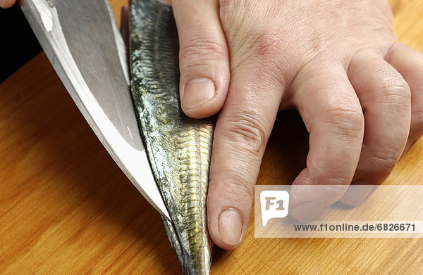Chef cutting horse mackerel  close up