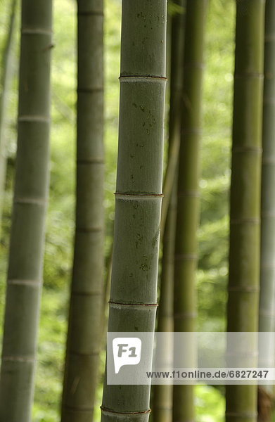 Bamboo forest  close-up