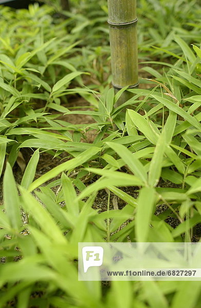 Close Up Image of Bamboo Grass