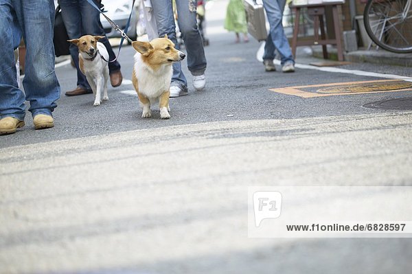 Two dogs being walked down a road by their owners