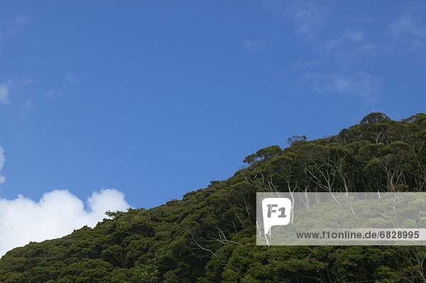 Forest under a blue sky  Shizuoka Prefecture  Japan