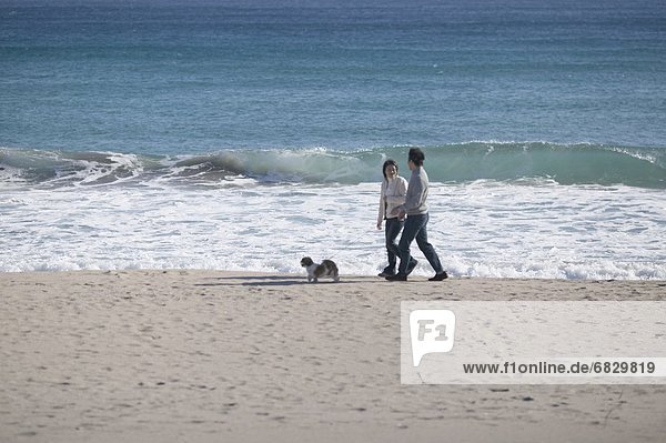 gehen  Strand  Hund