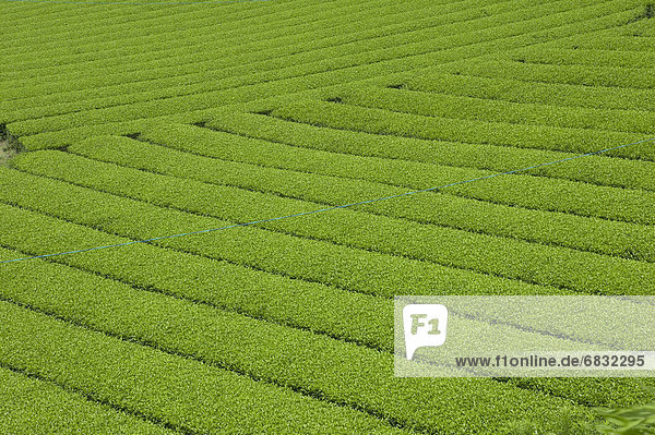 Tea plantation  Shizuoka Prefecture  Japan