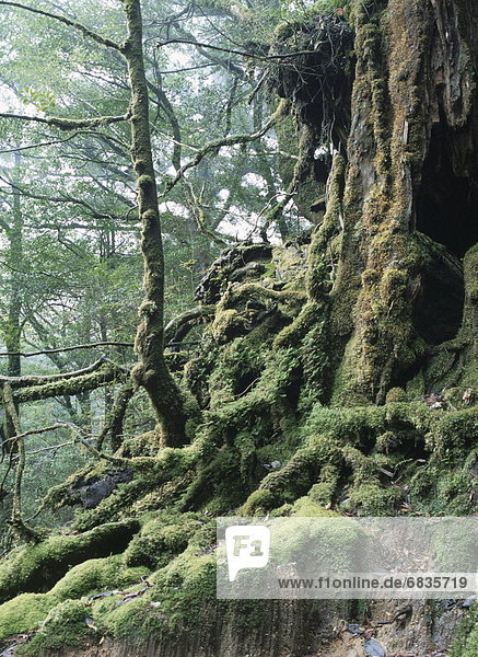 Yakusugi Forest