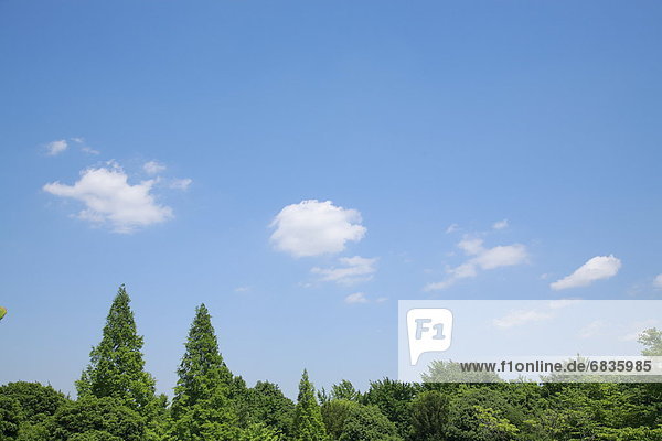 Forest and sky  Tokyo Prefecture  Honshu  Japan