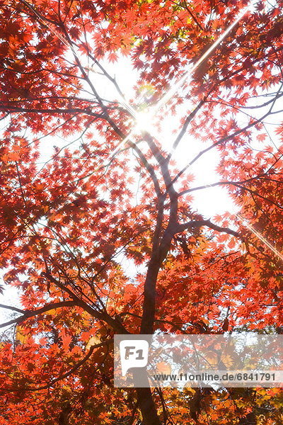 Sonnenstrahl  Baum  japanisch  Ahorn