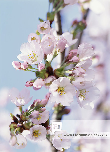 Cherry blossoms  Tochigi Prefecture  Japan