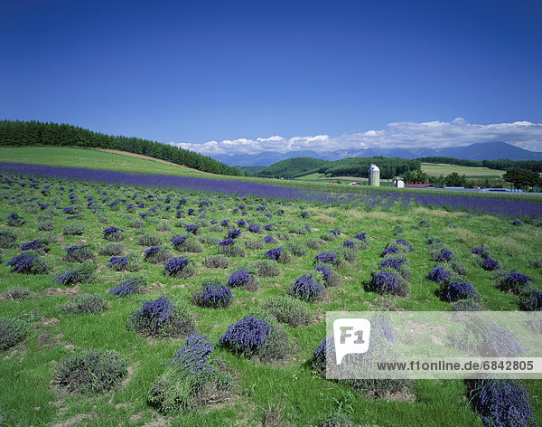 Harvesting lavender  Hokkaido Prefecture  Japan