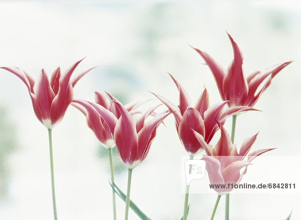 Lily tulips