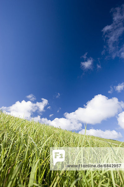 Grass field  Ishigaki Island  Okinawa Prefecture  Japan