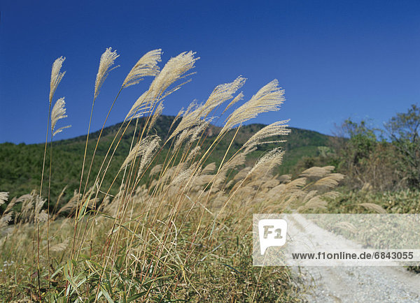 Pampas grass on the side of a dirt road  Shioya-machi  Tochigi Prefecture  Japan