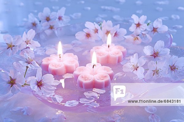 Wasser  Blume  fließen  Kirsche  Blüte  Kerze  pink
