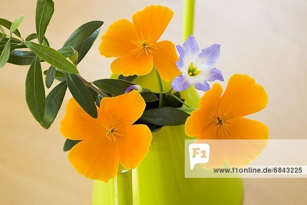 California Golden Poppies in a watering can