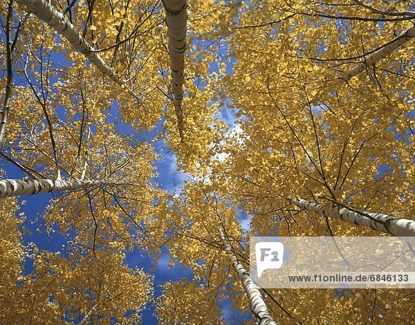 niedrig Baum Herbst Ansicht Flachwinkelansicht Silber Birke Winkel