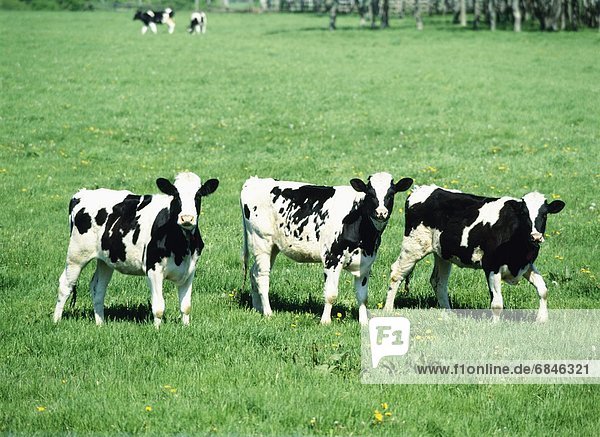 Hausrind  Hausrinder  Kuh  sehen  Feld  Blick in die Kamera  3  grasen