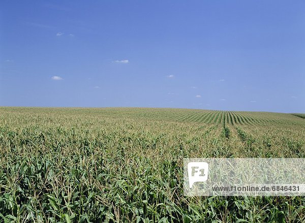 A vast corn field with blue sky above. Iowa  USA